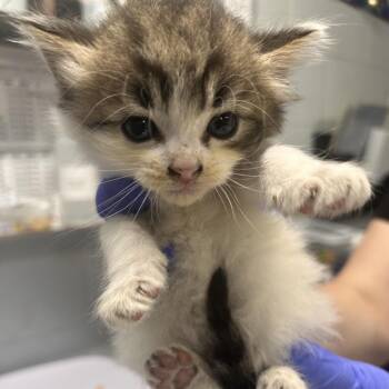 Katinka -  Domestic Short Hair Cat for Adoption in Summerville, South Carolina - Katinka | PetCurious