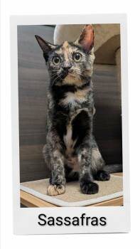 Sassafras -  Domestic Short Hair Cat for Adoption in Caistor Centre, Ontario - Sassafras | PetCurious