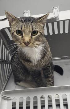 If 9 Sid -  Domestic Short Hair Cat for Adoption in Lawrenceville, Georgia - If 9 Sid | PetCurious