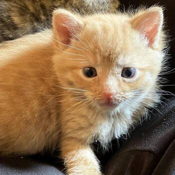 Domestic Short Hair Cats Available for Adoption in Uniontown, Pennsylvania - Turbo | PetCurious