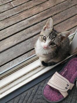 Celia Mia -  Domestic Short Hair Cat Available for Adoption in Arlington, Washington - Celia Mia | PetCurious