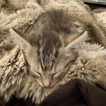 Randy -  Domestic Short Hair Cat for Adoption in Auburn, Alabama - Randy | PetCurious