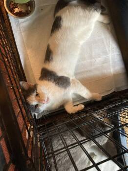 Span Lee -  Domestic Short Hair Cat for Adoption in Chatham, Virginia - Span Lee | PetCurious