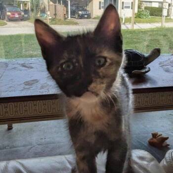 Rachel -  Domestic Short Hair Cat for Adoption in Tampa, Florida - Rachel | PetCurious