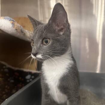 Sea Lion -  Domestic Short Hair Cat for Adoption in Dearborn, Michigan - Sea Lion | PetCurious
