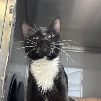 Rescue Domestic Short Hair Cats for Adoption in Ridgely, Maryland - Pluto | PetCurious