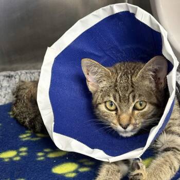 Creed -  Domestic Short Hair Cat for Adoption in Greenville, South Carolina - Creed | PetCurious