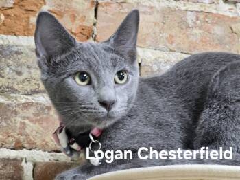 Rescue Russian Blue Cats for Adoption in Clarksville, Tennessee - Logan Chesterfield | PetCurious