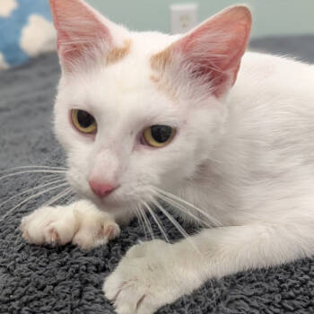Rescue Extra Toes Cat Hemingway Polydactyl Cats for Adoption in North Branford, Connecticut - 25-184 Faye | PetCurious