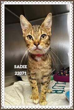 SADIE -  Domestic Short Hair Cat for Adoption in Marietta, Georgia - SADIE | PetCurious