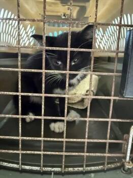 KILLIAN -  Domestic Short Hair Cat for Adoption in Fort Walton Beach, Florida - KILLIAN | PetCurious