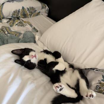 Yuji -  Domestic Short Hair and Tuxedo Cat for Adoption in Cottonwood Heights, Utah - Yuji | PetCurious