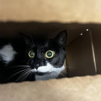 Omi -  Domestic Short Hair Cat for Adoption in Philadelphia, Pennsylvania - Omi | PetCurious