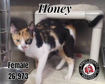 Honey -  Domestic Short Hair Cat for Adoption in Georgetown, Kentucky - Honey | PetCurious