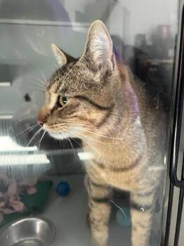 Domestic Short Hair Cats Available for Adoption in Dayton, Minnesota - Samson | PetCurious