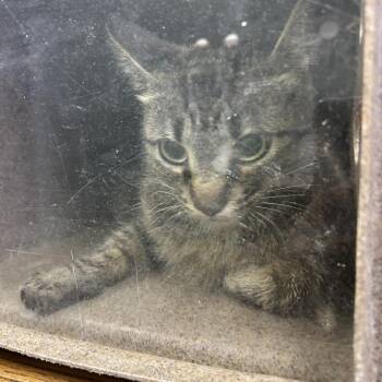 Barncat Scorcher -  Domestic Short Hair Cat for Adoption in Columbia, Missouri - Barncat Scorcher | PetCurious