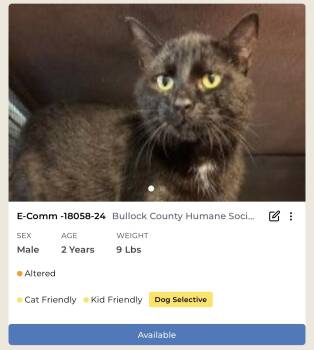Rescue Domestic Short Hair Cats for Adoption in Union Springs, Alabama - E-Comm #18058-24 | PetCurious
