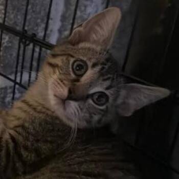 26-295 AJ -  Domestic Short Hair Cat for Adoption in North Branford, Connecticut - 26-295 AJ | PetCurious