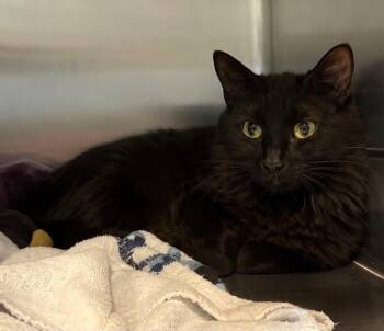 chanel -  Domestic Short Hair Cat for Adoption in Columbia, Tennessee - Chanel | PetCurious