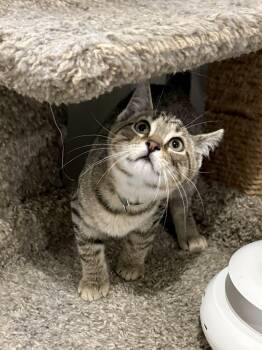 Coy Denver -  Domestic Short Hair Cat for Adoption in Ashland, Ohio - Coy Denver | PetCurious