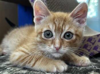 Cub -  Domestic Short Hair Cat for Adoption in Pleasanton, California - Cub | PetCurious