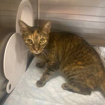 Dottie -  Domestic Short Hair Cat for Adoption in West Palm Beach, Florida - Dottie | PetCurious