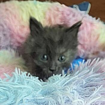 Mill -  Domestic Short Hair Cat for Adoption in Chattanooga, Tennessee - Mill | PetCurious