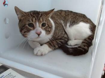 CANE -  Domestic Short Hair Cat for Adoption in Albuquerque, New Mexico - CANE | PetCurious