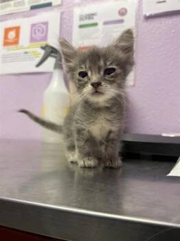 61140681 -  Domestic Short Hair Cat for Adoption in El Paso, Texas - 61140681 | PetCurious