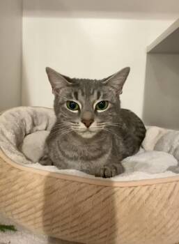 Domestic Short Hair Cats Available for Adoption in Seattle, Washington - Luna Bee | PetCurious