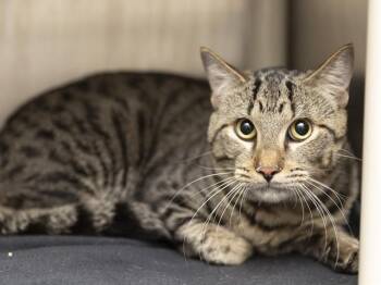 FLUFFY -  Domestic Short Hair Cat for Adoption in Phoenix, Arizona - FLUFFY | PetCurious