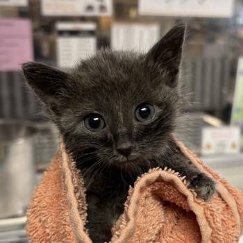 Linden -  Domestic Short Hair Cat for Adoption in Salt Lake City, Utah - Linden | PetCurious