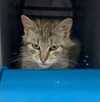 Domestic Medium Hair Cats Available for Adoption in Rustburg, Virginia - Tomfoolery - At Shelter | PetCurious