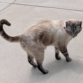 Snowy - Lynx Point - COURTESY POST -  Siamese Cat for Adoption in Southern Pines, North Carolina - Snowy - Lynx Point - COURTESY POST | PetCurious