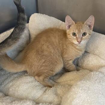 Zinnia -  Domestic Short Hair Cat for Adoption in Wadena, Minnesota - Zinnia | PetCurious