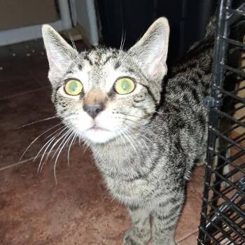 Chad -  Domestic Short Hair Cat for Adoption in Calimesa, California - Chad | PetCurious