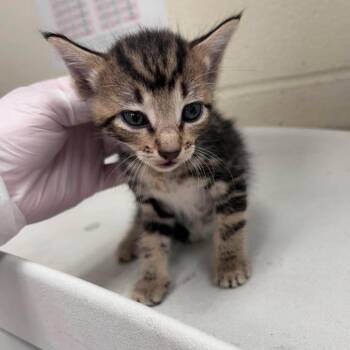 Brew 26-07-180 -  Domestic Short Hair Cat for Adoption in Bastrop, Texas - Brew 26-07-180 | PetCurious