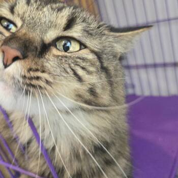 Miah -  Maine Coon Cat for Adoption in Salisbury, Massachusetts - Miah | PetCurious