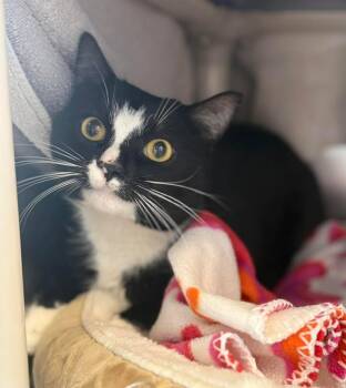 Domestic Short Hair Cats Available for Adoption in Georgina, Ontario - Popcorn | PetCurious