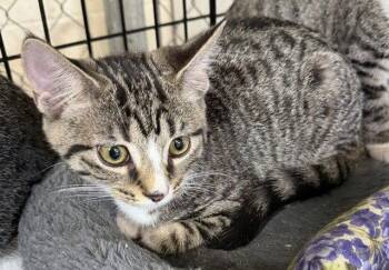 Fred -  Domestic Short Hair Cat for Adoption in Apollo, Pennsylvania - Fred | PetCurious