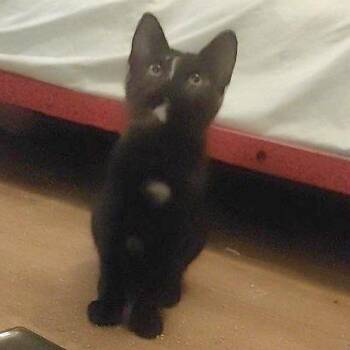 Labyrinth Worm -  Domestic Short Hair Cat for Adoption in Austin, Texas - Labyrinth Worm | PetCurious