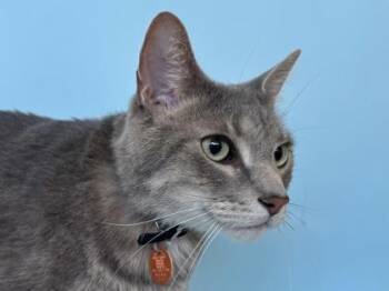 Gronk -  Domestic Short Hair Cat for Adoption in Woodbury, Minnesota - Gronk | PetCurious