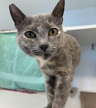 Tortellini (ID 51812) -  Domestic Short Hair Cat for Adoption in Manassas, Virginia - Tortellini (ID 51812) | PetCurious