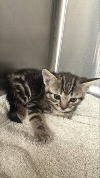 A232131 -  Domestic Short Hair Cat for Adoption in Grand Prairie, Texas - A232131 | PetCurious