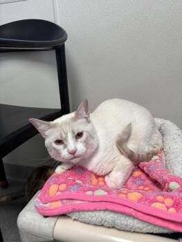 Domestic Short Hair Cats Available for Adoption in New Philadelphia, Ohio - Yuki | PetCurious