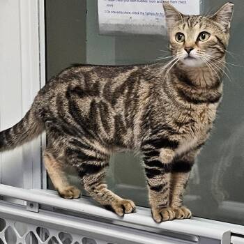 Domestic Short Hair Cats Available for Adoption - Tori | PetCurious