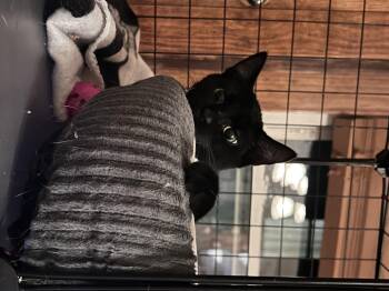 Rescue Domestic Short Hair Cats for Adoption in Cleveland, Ohio - Toothless | PetCurious