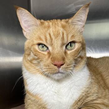 Zack -  Domestic Short Hair and Mixed Breed Cat for Adoption in Palm Springs, California - Zack | PetCurious