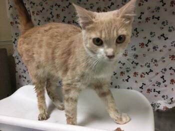 MS. PEARL -  Domestic Short Hair Cat for Adoption in Riverside, California - MS. PEARL | PetCurious