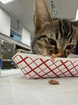 Tomato -  Domestic Short Hair Cat for Adoption in Austin, Texas - Tomato | PetCurious
